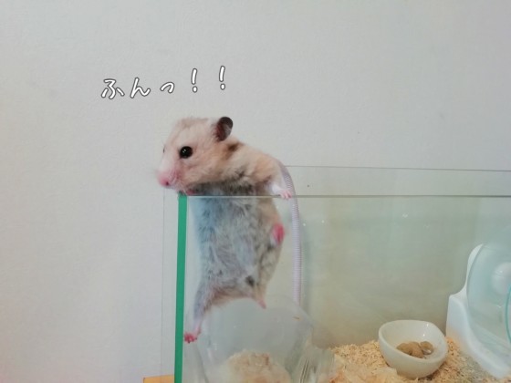 ハムスターの脱出４コマ劇 粘土アクセサリーわんちゃんシリーズにぎやかです Mecchiのほのぼの生活