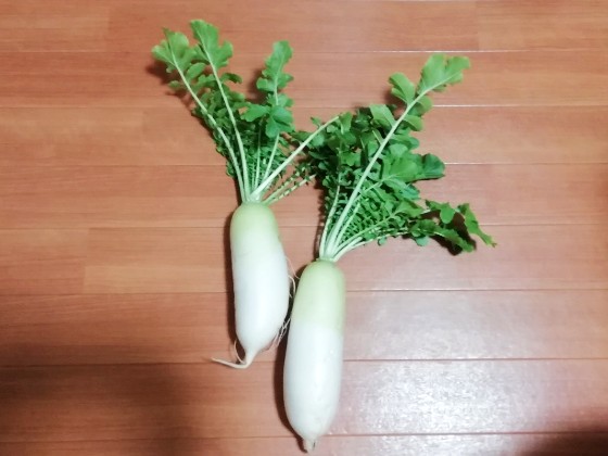 大根の葉を文鳥とハムスターに与えてみると 粘土アクセサリーヘアゴムが完成しました ハンドメイド ハンドメイドと子育て三姉妹 大根の葉を文鳥とハムスターに与えてみると 粘土アクセサリーヘアゴムが完成しました ハンドメイド ハンドメイドと子育て三姉妹