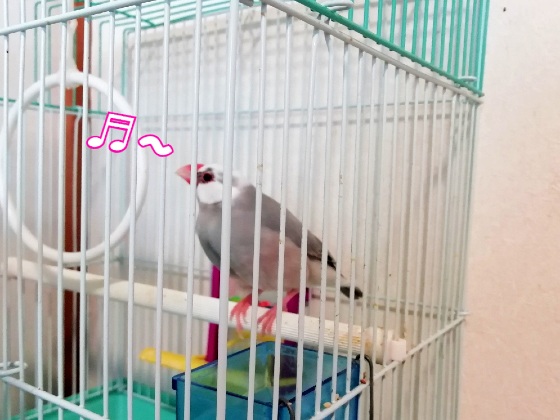 文鳥　ごま塩文鳥　写真　画像　かわいい　癒やし　