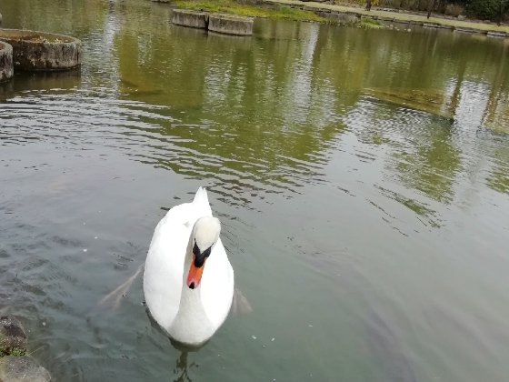 白鳥　写真　画像　美しい　馴れている　懐く　かわいい