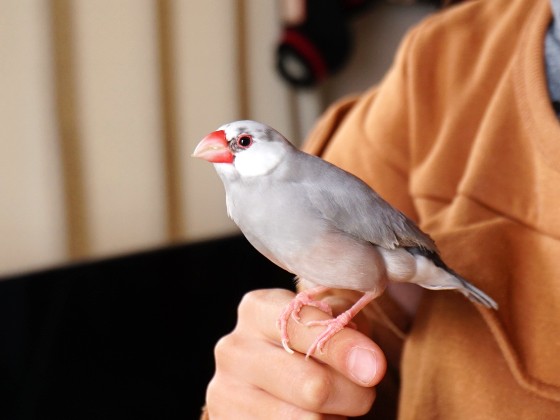 パイド文鳥　ごま塩文鳥　文鳥　かわいい　写真　画像
