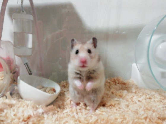 ハムスター　写真　画像　カラーハムスター　立つ　かわいい