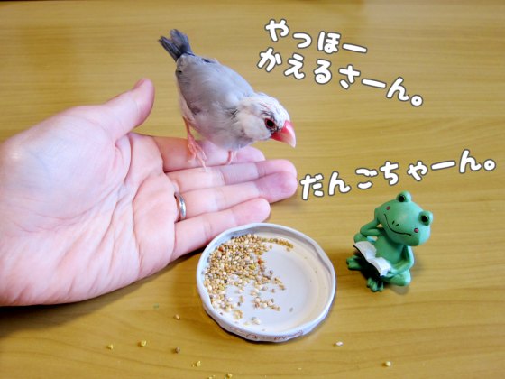 手乗り文鳥　文鳥　かわいい　写真　画像　まんが