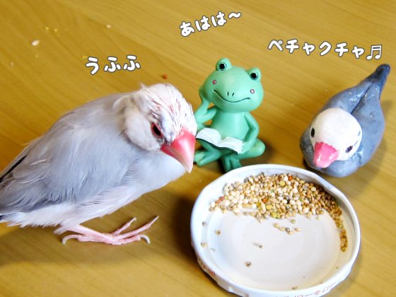 文鳥　手乗り文鳥　人形　かわいい　おしゃべり　写真　画像　フィギュア