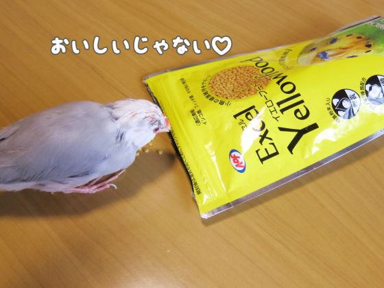 エクセル　イエローフード　写真　画像　インコ　フィンチ　小鳥　黄色