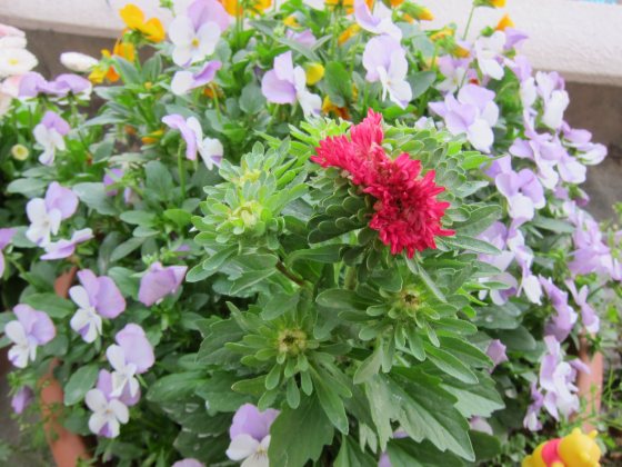 アスター　菊　スカーレット　鉢植え　写真　画像　赤