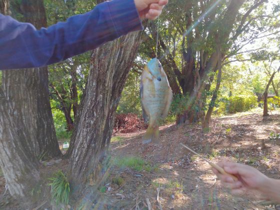 池　ギル　ブルーギル　魚釣り　釣り　写真　画像　子供