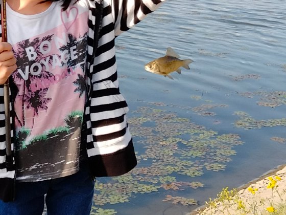 釣り　魚釣り　フナ　フナ釣り　子供　クリーク　写真　画像