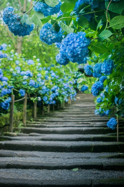 あじさい　梅雨　写真　画像