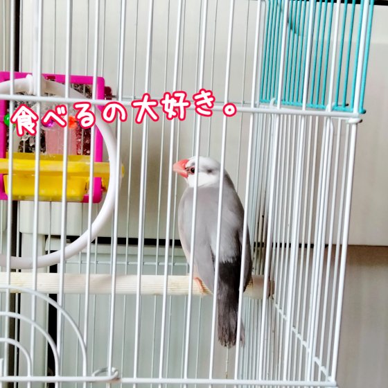 文鳥　桜文鳥　ごま塩文鳥　写真　画像　成鳥　