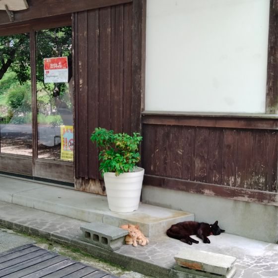 秋月　秋月城下町　猫　　写真　画像　朝倉市