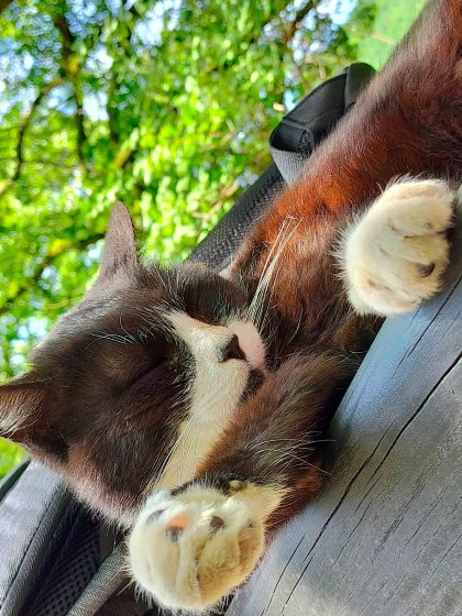 秋月　秋月城下町　猫　　写真　画像　朝倉市