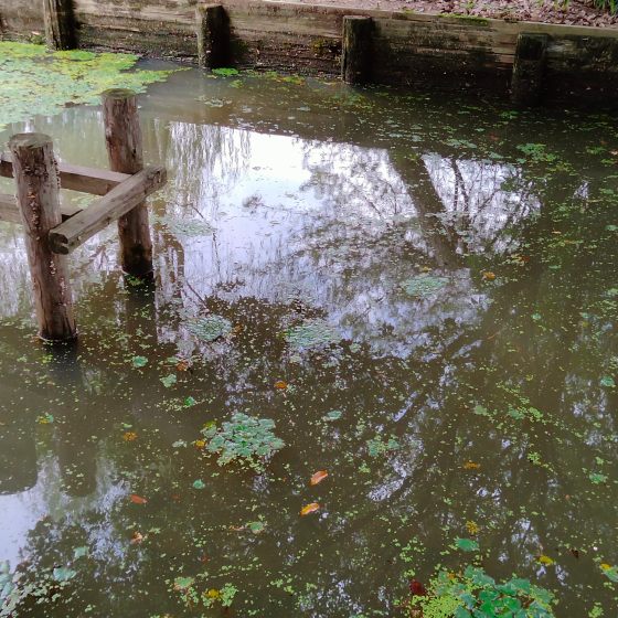 水面　池　公園　浮き草　水草　写真　画像