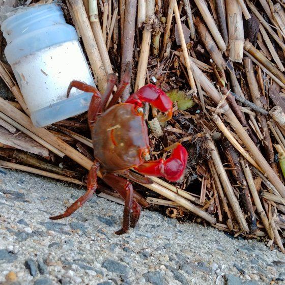 有明海　カニ　写真　画像　干潟