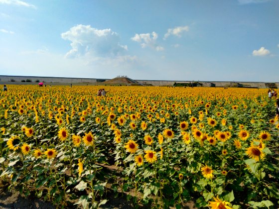 柳川ひまわり園　ひまわり　有明海　写真　画像　