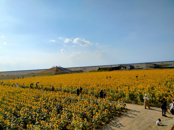 柳川ひまわり園　ひまわり　有明海　写真　画像　