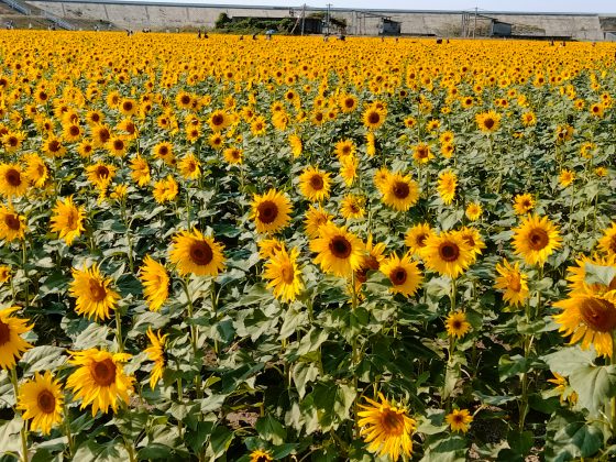 柳川ひまわり園　ひまわり　有明海　写真　画像　