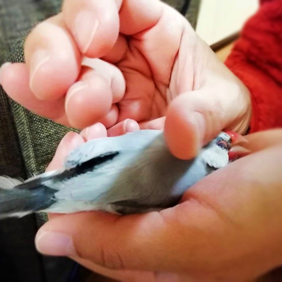 文鳥　写真　なでなで　かわいい　画像　手乗り