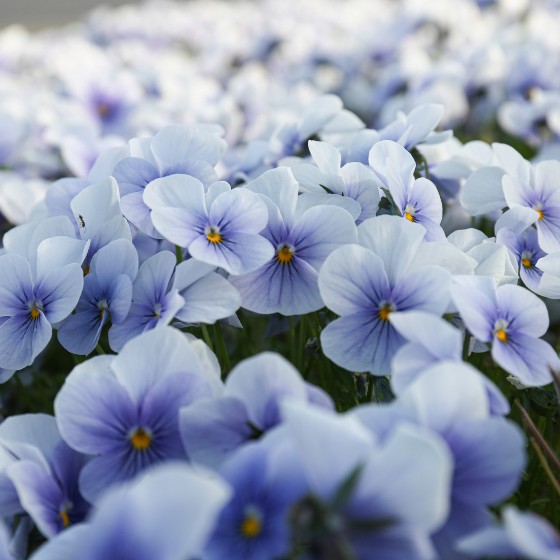 ビオラ　花　写真　画像