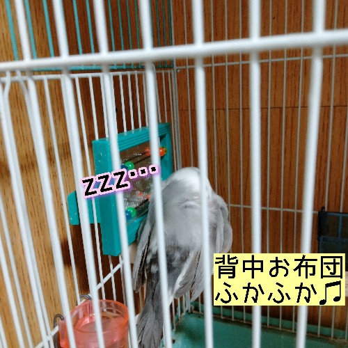 背眠　文鳥　背中　寝る　嘴　くちばし　写真　画像