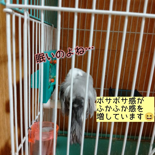 背眠　文鳥　背中　寝る　嘴　くちばし　写真　画像　小鳥