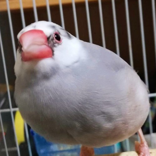 文鳥　ごま塩文鳥　写真　画像　パイド文鳥