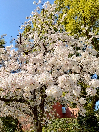 桜　写真　満開　春　画像　開花　福岡県