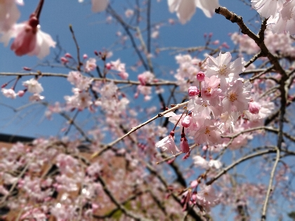 桜　写真　満開　春　画像　開花　福岡県