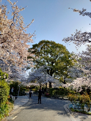 桜　写真　満開　春　画像　開花　福岡県