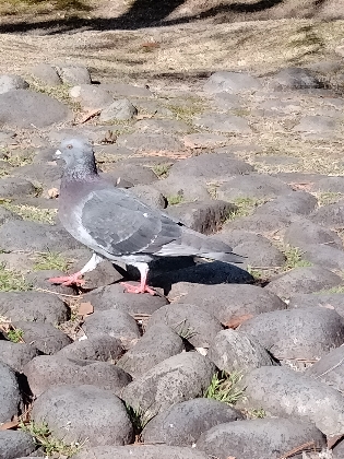 鳩　写真　画像　