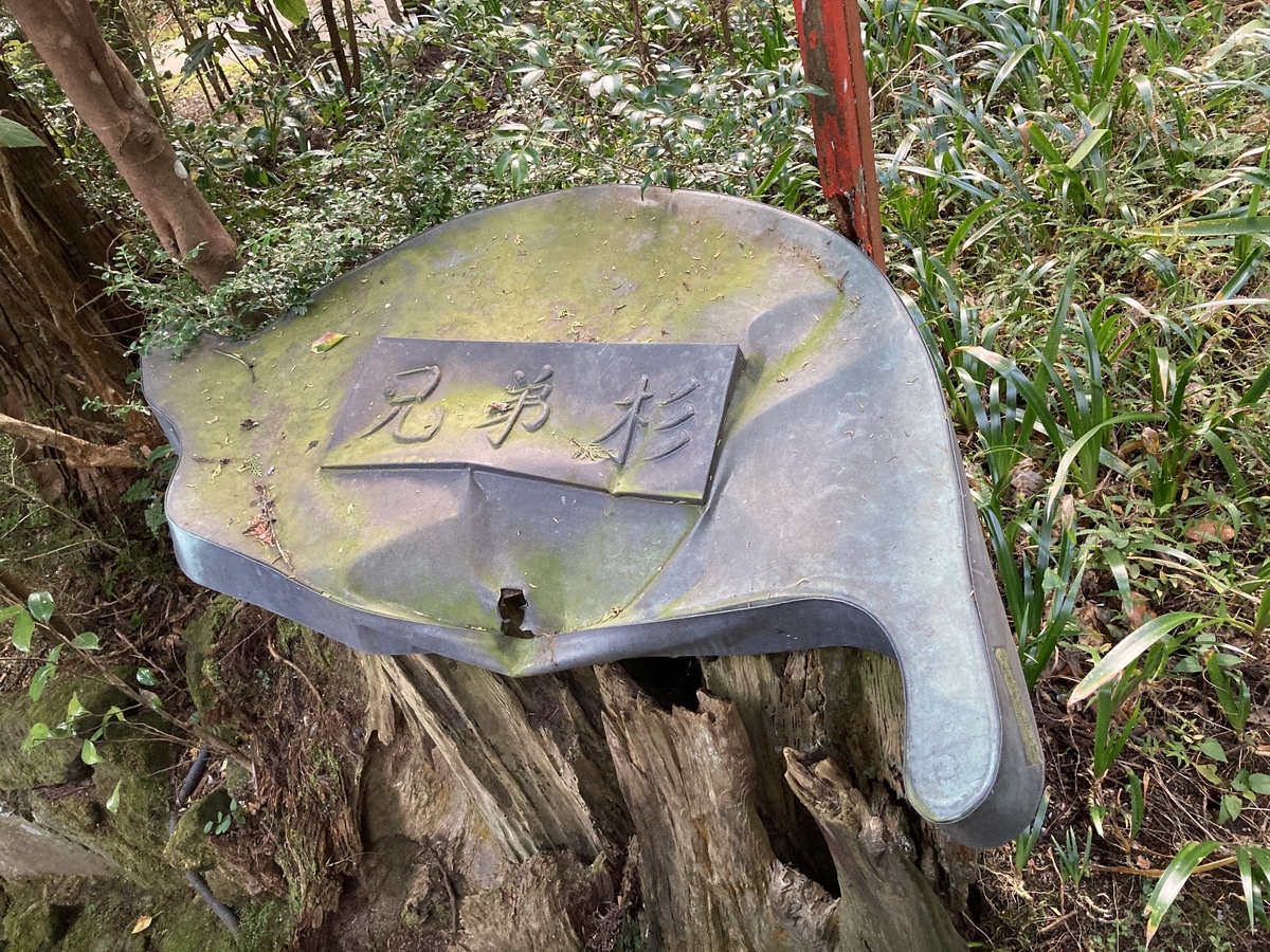 曽我神社の兄弟杉の切り株