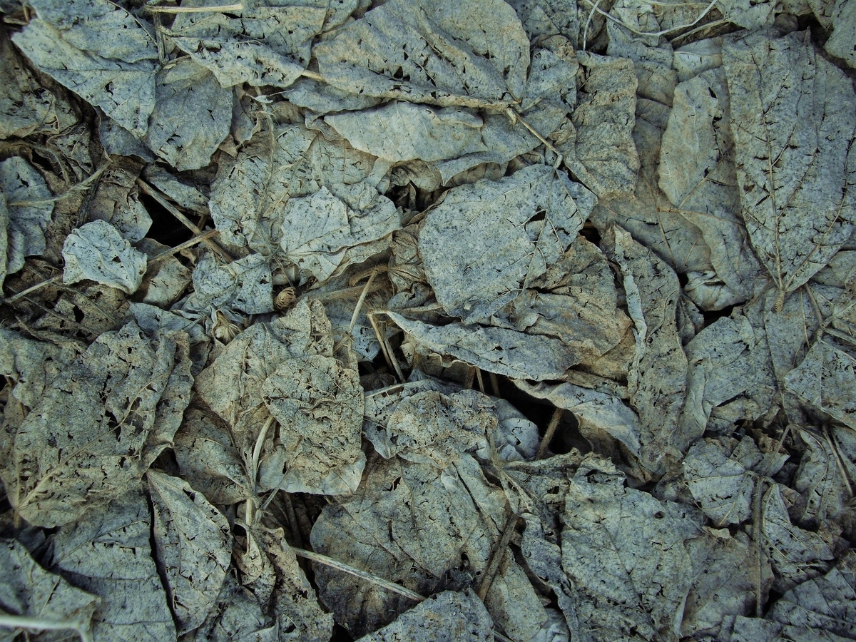 f:id:mememoka:20210301172330j:plain