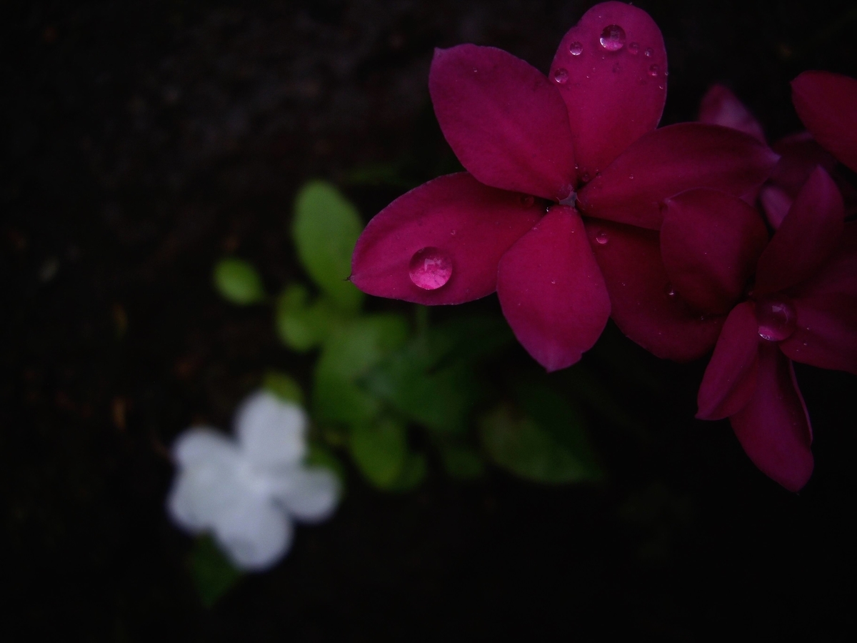 f:id:mememoka:20210529071145j:plain