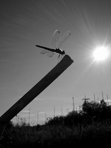 f:id:mememoka:20210929171241j:plain