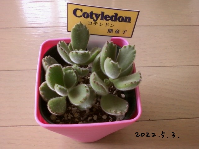 気になる多肉植物 熊童子 1 - 気になる多肉植物
