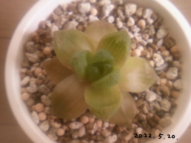 ハオルチア ２ 日焼けをしてしまいました 気になる多肉植物