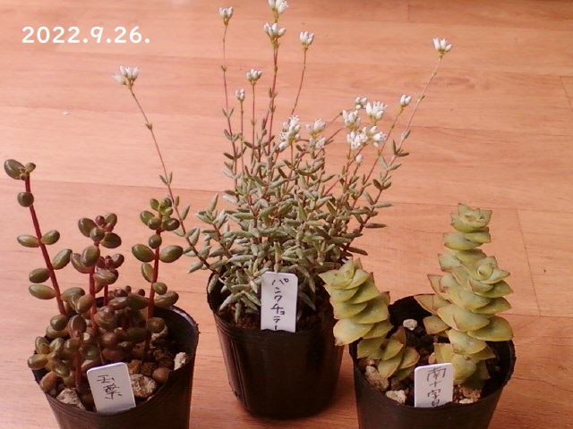気になる多肉植物】 パンクチュラータ・玉葉・南十字星 - 気になる多肉植物