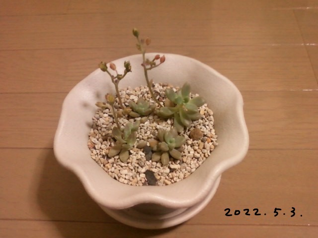 多肉植物✩.*˚姫秋麗 ポットごと 多肉植物✩.*˚姫秋麗 ポットごと