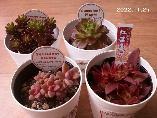 気になる多肉植物 カリフォルニアサンセット・レッドベリー・セデべ