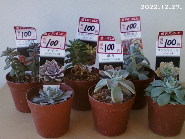 おまとめ中！39SALE！多肉植物^o^   ファンクィーン おまとめ中！39SALE！多肉植物^o^ ファンクィーン