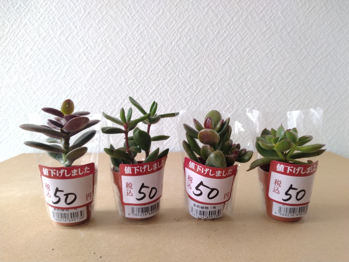 Top【選抜株】多肉植物 26680祇園の舞 36個 鉢無し/脱土 【公式通販】