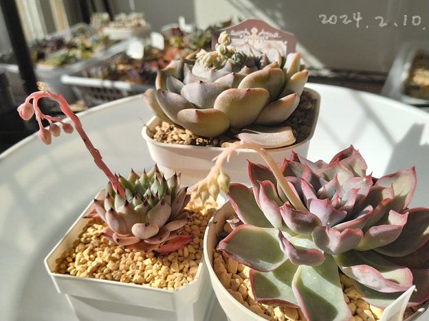 おまとめ！多肉植物^o^ あずき姫