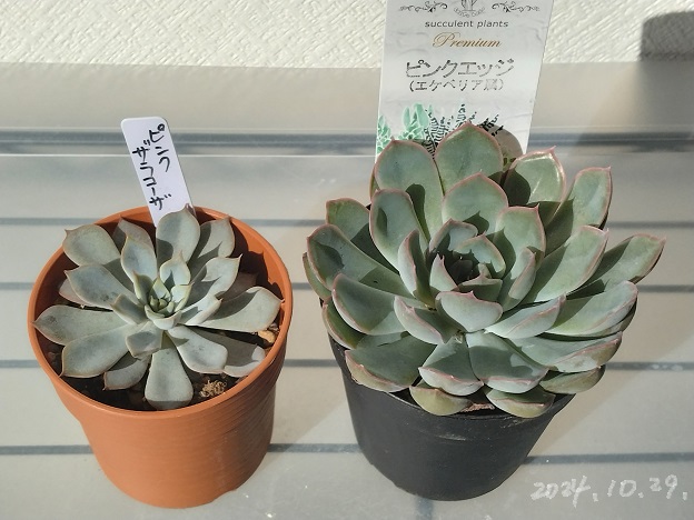 気になる多肉植物】ピンクザラゴーサ・ピンクエッジ - 気になる多肉植物