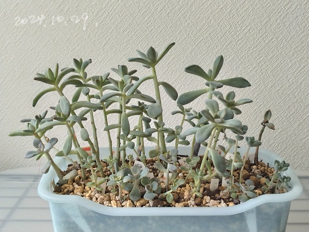 今日の多肉事… 徒長多肉が勢ぞろい - 気になる多肉植物