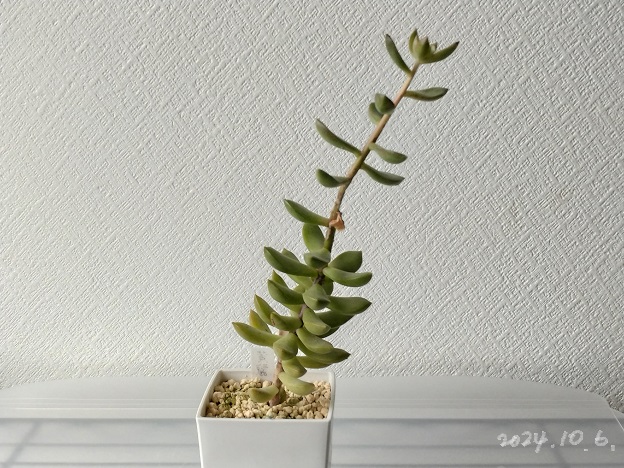 今日の多肉事… 違いが分かりやすすぎる成長過程 - 気になる多肉植物