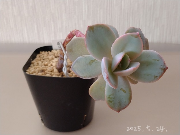 今日の多肉事… 綺麗になってく白鳳 - 気になる多肉植物