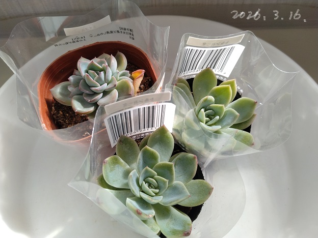 Top【選抜株】多肉植物　25336アルビカンス　12個　鉢無し/脱土 気になる多肉植物】2026年 最初の仲間入りはアルビカンスとエイプス