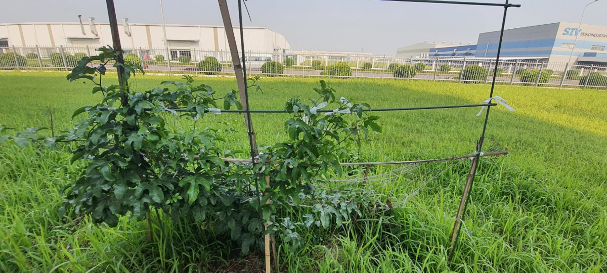 f:id:memoflora:20220413182749p:plain