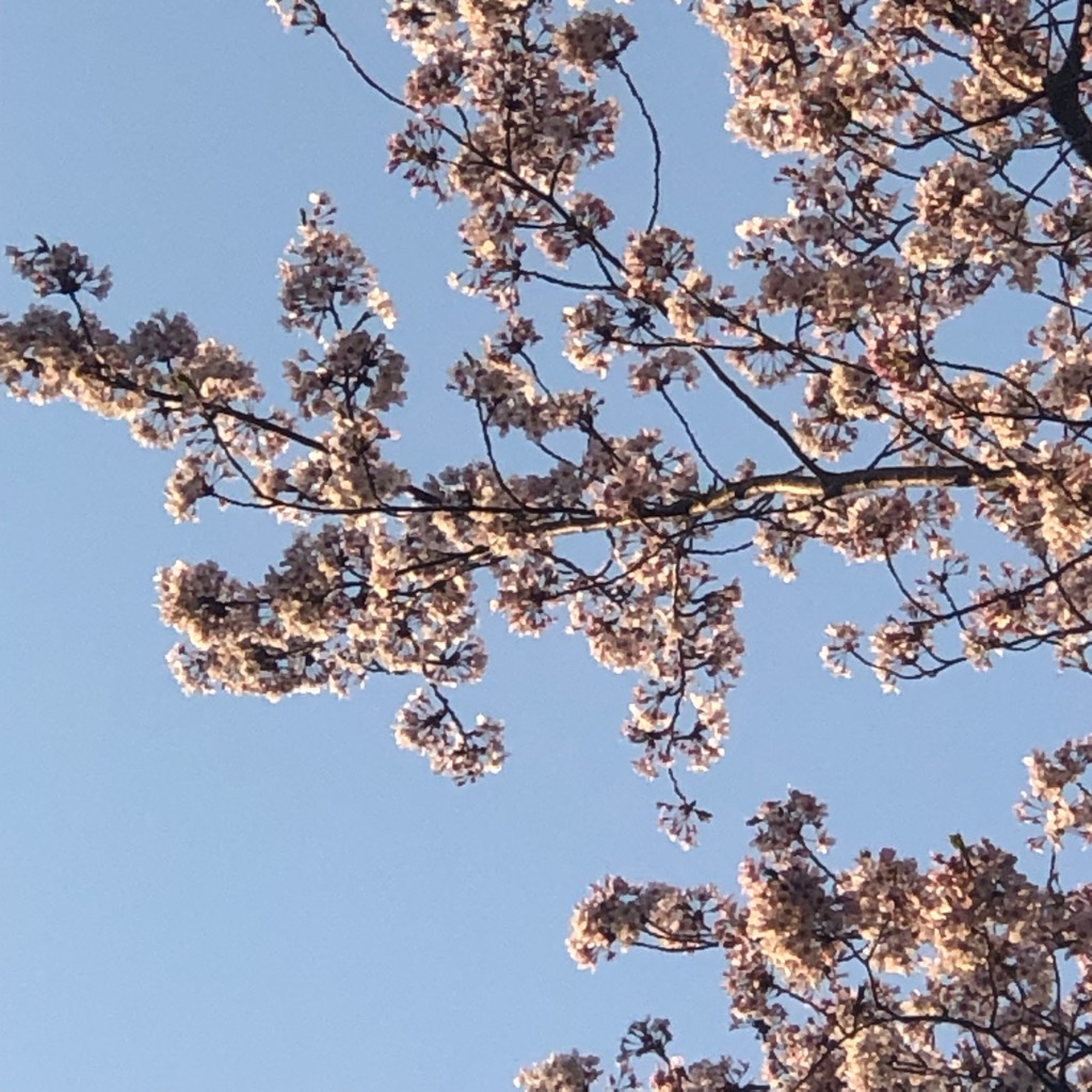桜の散り具合 - 聖教大学はてブロ部