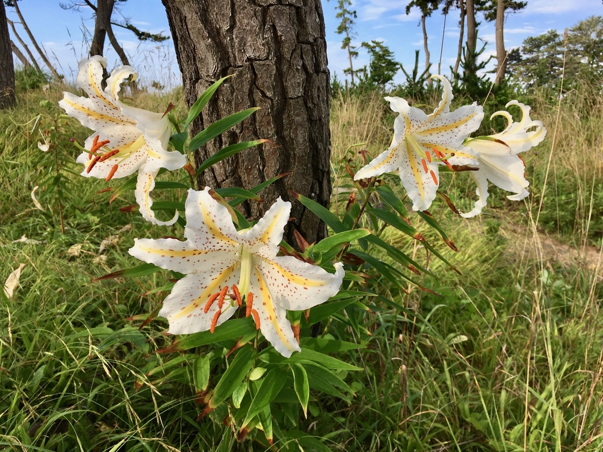 岩井崎のヤマユリ